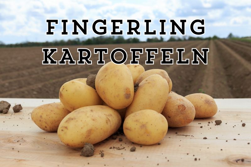 Fingerling Kartoffeln